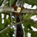 squirrel_variegated_tar_v_0243_cos0548.jpg